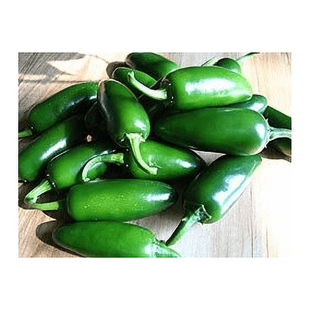 Pepper Hot Jalapeno M Great Heirloom Vegetable by Seed Kingdom Bulk 1 Lb Seeds