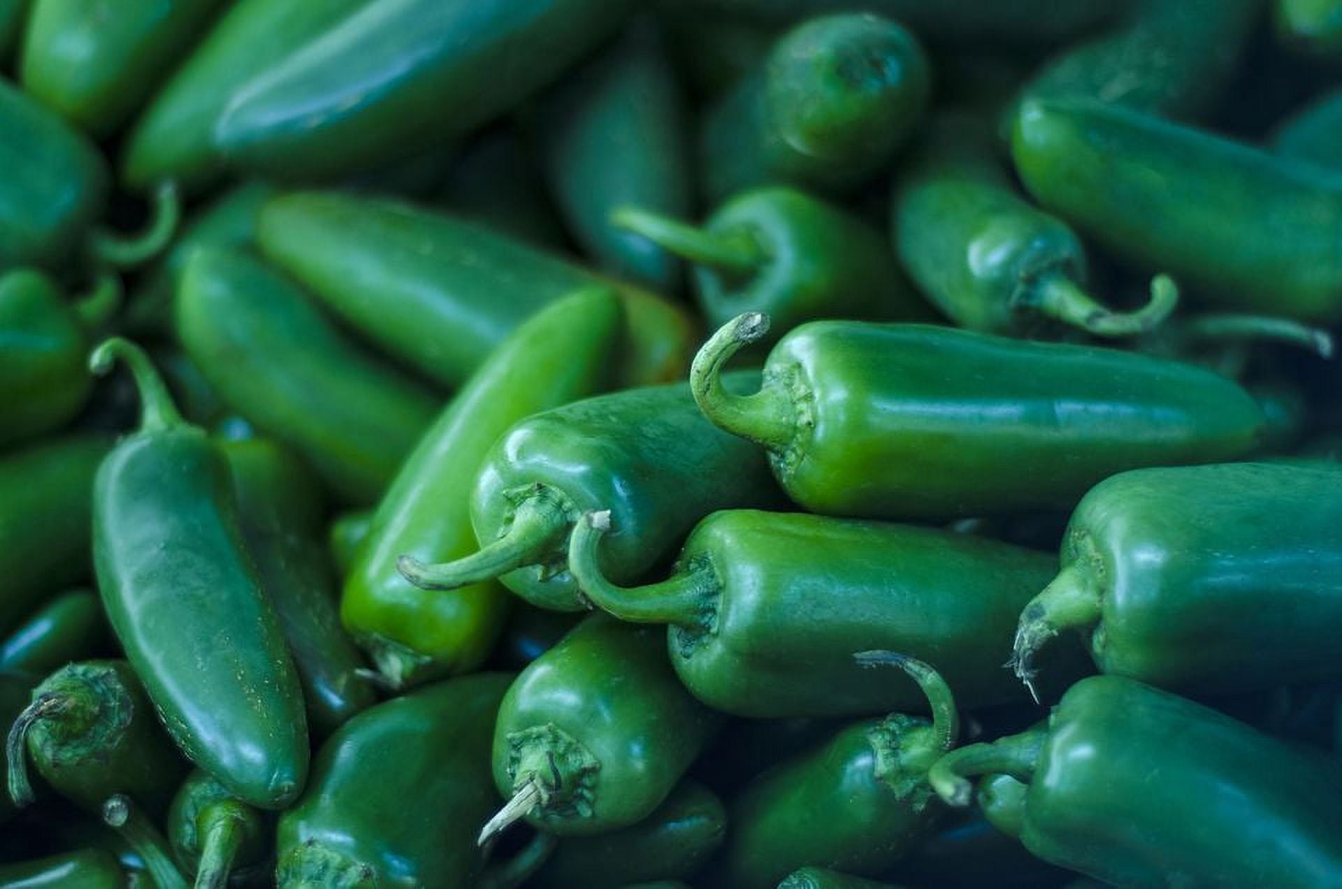 Pepper Hot Jalapeno M Great Heirloom Vegetables by Seed Kingdom Bulk 1/4 Lb Seeds