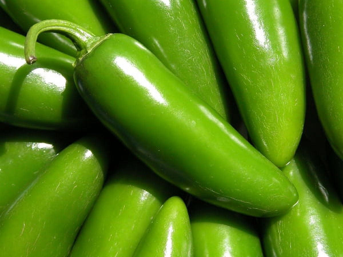 Pepper Hot Jalapeno Tam Mild Great Heirloom Vegetable by Seed Kingdom 1 Lb Seeds