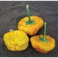 thumbnail image 1 of Pepper Hot Jamaican Yellow Great Heirloom Vegetable Seeds by Seed Kingdom (1 Oz Seeds), 1 of 1