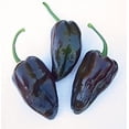 thumbnail image 1 of Pepper Hot Mulato Isleno Great Heirloom Vegetable by Seed Kingdom (1/4 Lb Seeds), 1 of 1