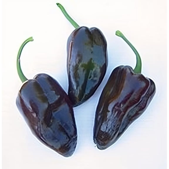 Pepper Hot Mulato Isleno Great Heirloom Vegetable by Seed Kingdom (1 Oz Seeds)