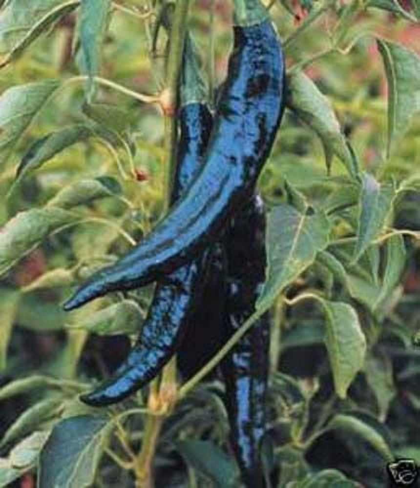 Pepper Hot Pasilla Bajio Great Heirloom Vegetable 1,000 Seeds - Walmart.com