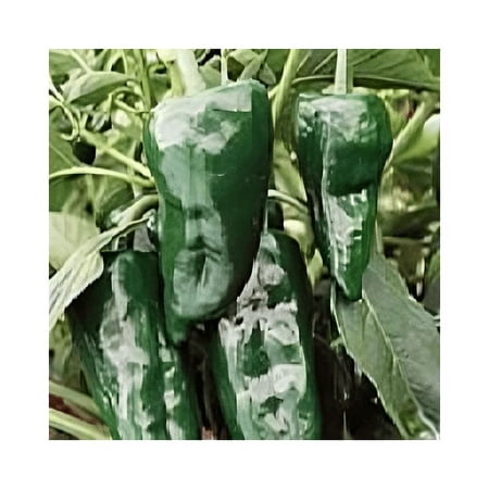 Seed Kingdom 100 Poblano Ancho Hot Pepper Plant Seeds, Heirloom