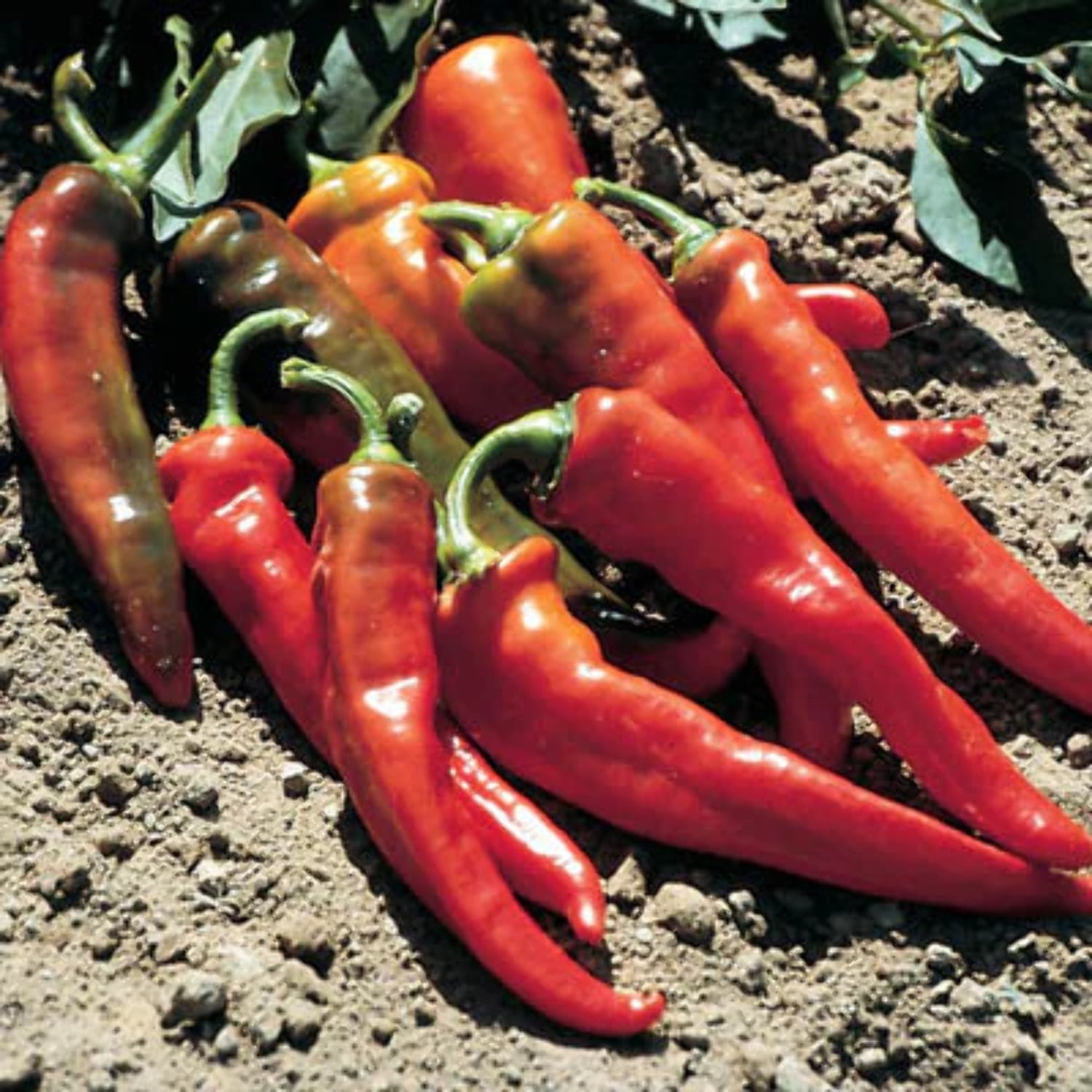 Hot Portugal Pepper