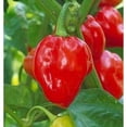 thumbnail image 1 of Pepper Hot Red Habanero Great Heirloom Vegetable by Seed Kingdom 1 Lb Seeds, 1 of 1