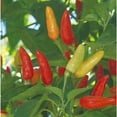 thumbnail image 1 of Seed Kingdom 30 Pepper Hot Tabasco Plant Seeds, 1 of 1