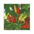 thumbnail image 1 of Pepper Hot Tabasco Great Heirloom Vegetable by Seed Kingdom Bulk 1 OZ Seeds, 1 of 1