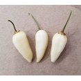 thumbnail image 1 of Pepper Hot White Coyote Teeth Great Heirloom Vegetable by Seed Kingdom (30 Seeds), 1 of 1