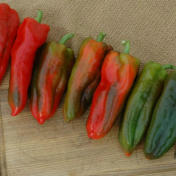 Pepper Marcato F1 Seed