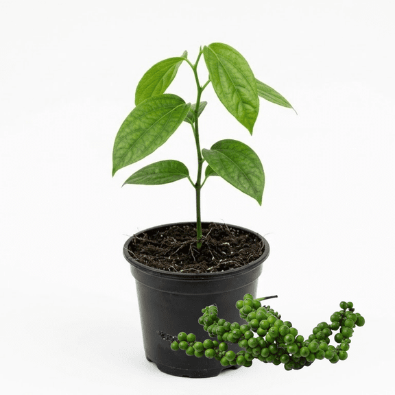 Pepper Plant 46 Inch Tall, Garden Vegetable Pepper Plant for Outdoor Growing, Starter Plant for Garden, No Pot