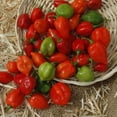 thumbnail image 1 of Pepper Red Habanero Seed, 1 of 1