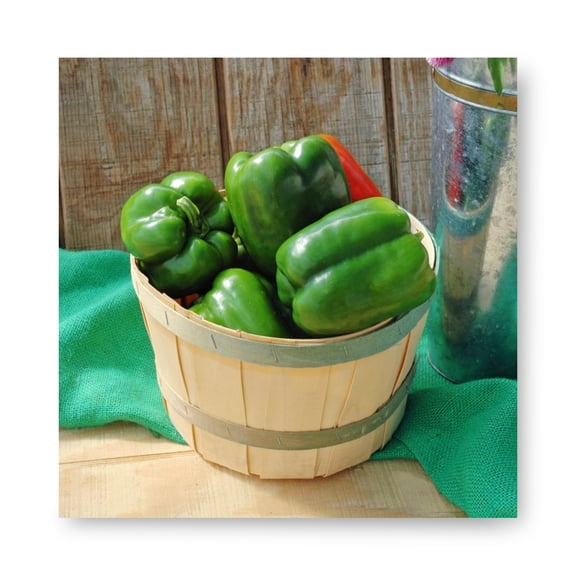 Harris Seeds Revolution F1 Pepper, Early Maturing Blocky Red Bell Peppers, Treated Pelleted, 1,000 Count