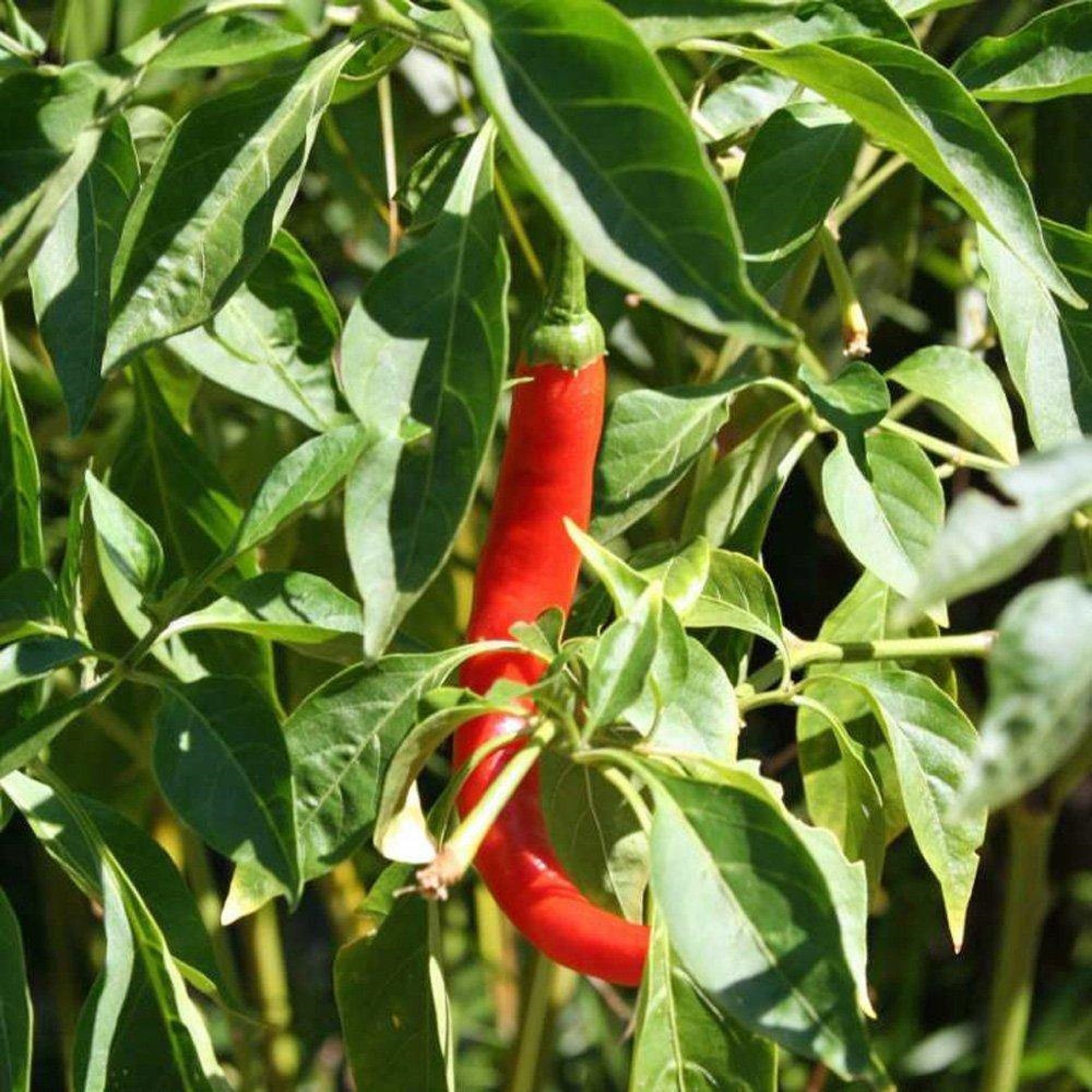 Pepper Seed Cayenne Pepper, Long RED Thin, Heirloom, 100 Seeds,Great Fresh OR Dried