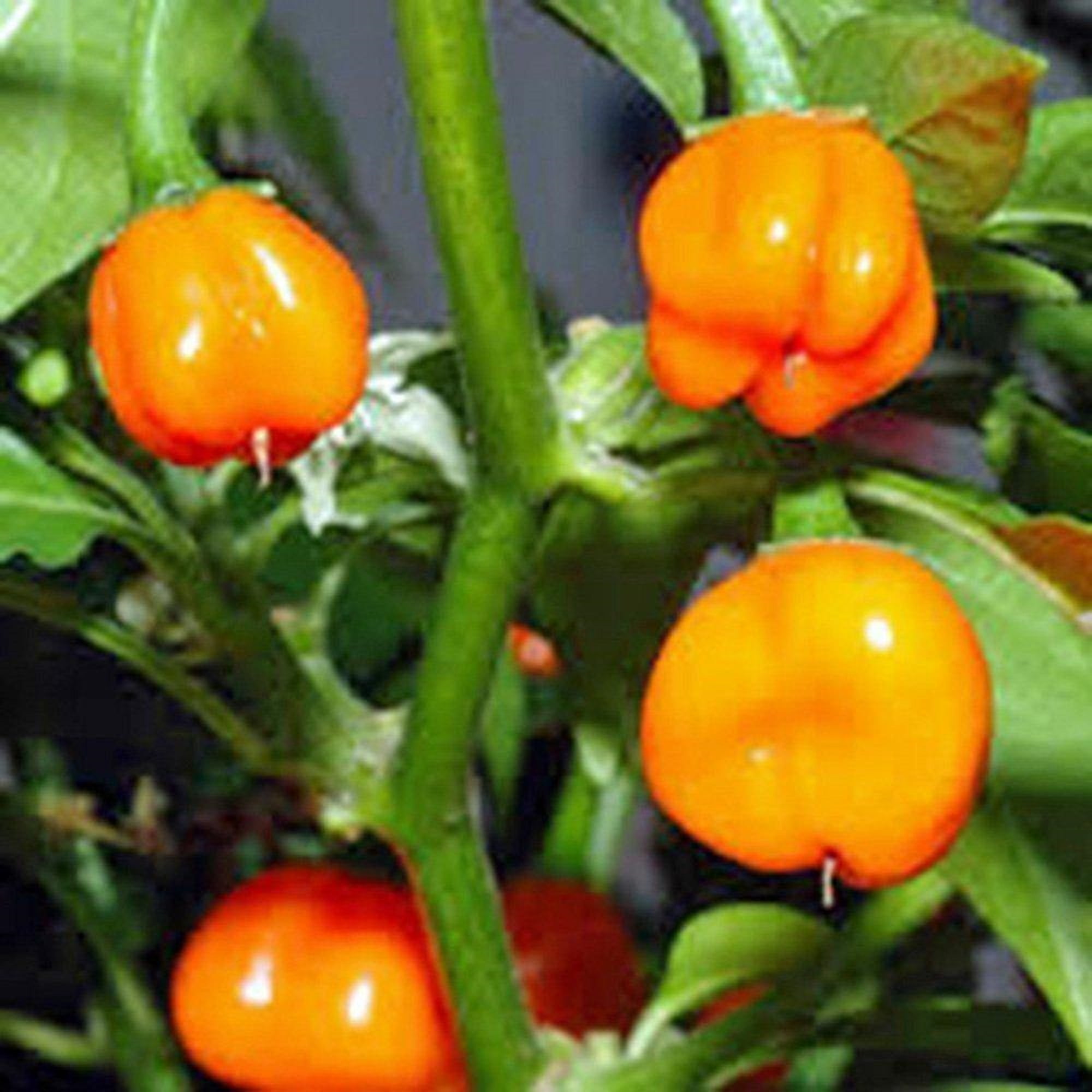 Pepper Seed Orange Habanero Pepper Seeds, 100 Seeds, Heirloom, Non-GMO ...