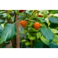 thumbnail image 1 of Pepper Seed Pack = =Golden Nugget Pepper- 10 Seeds -Loads of Fruit- Mildy  Hot and Spicy - Beautiful Plant  All Natural NON GMO - See Description- Serendipity Seeds, 1 of 2