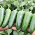 thumbnail image 1 of Pepper Seeds - Everman Variety Pepper Seeds - Non-GMO - 50 Seeds, 1 of 2