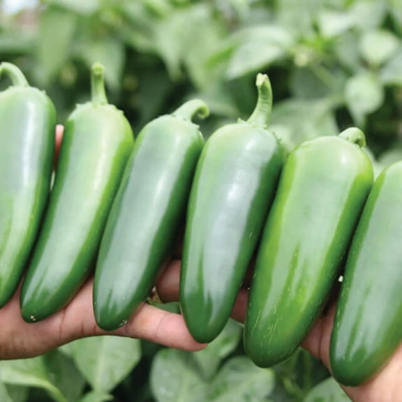 Pepper Seeds - Everman Variety Pepper Seeds - Non-GMO - 50 Seeds