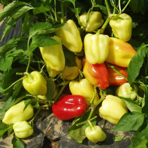 Pepper Seeds - Flamingo Variety Pepper Seeds - Non-GMO - 50 Seeds