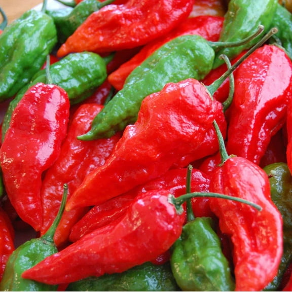 Pepper Seeds - Ghost Pepper Red Unt Non-GMO Variety Pepper Seeds - Non-GMO - 50 Seeds