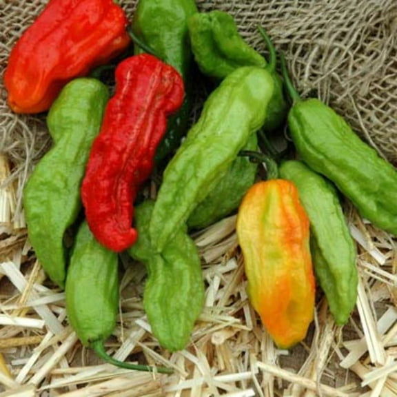 Pepper Seeds - Ghost Pepper Untreated Non-GMO Variety Pepper Seeds - Non-GMO - 50 Seeds