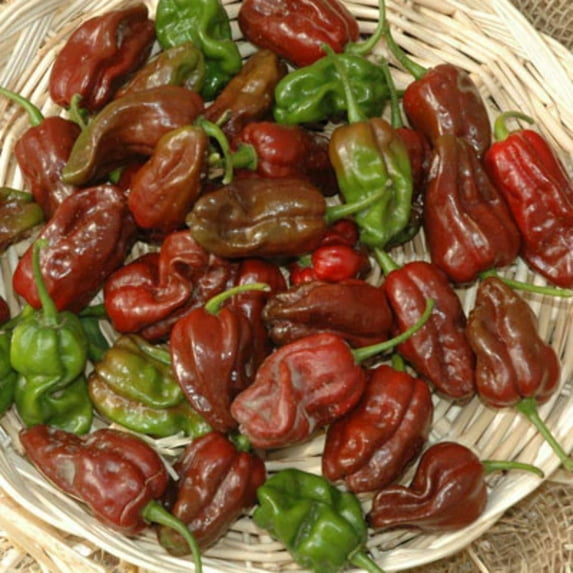 Pepper Seeds - Habanero Chocolate Unt Non-GMO Variety Pepper Seeds - Non-GMO - 50 Seeds