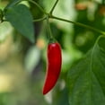 thumbnail image 1 of Pepper Seeds - Hot - Birdseye Chili - 0.25 Oz ~1,250 Seeds - Capsicum annuum - Farm & Garden Vegetable Seeds - Non-GMO, Heirloom, Open Pollinated, Annual, 1 of 2