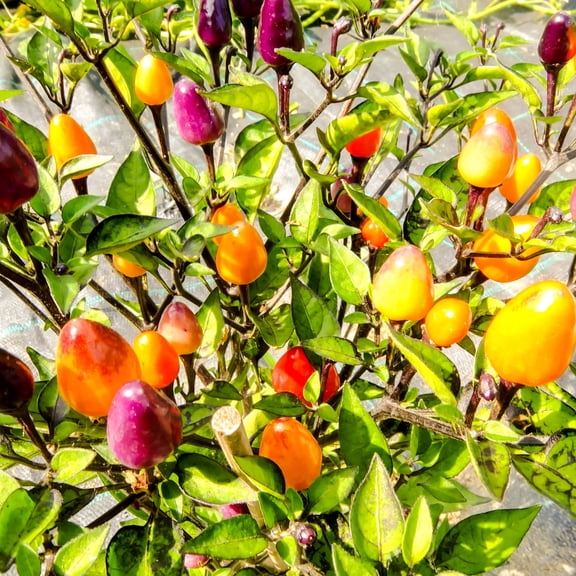 Pepper Seeds - Hot - Fire Cracker - 0.25 Oz ~1,250 Seeds - Capsicum annuum - Farm & Garden Vegetable Seeds - Non-GMO, Heirloom, Open Pollinated, Annual