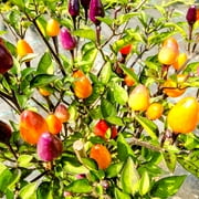 Pepper Seeds - Hot - Fire Cracker -1 g Packet 150 Seeds - Capsicum annuum - Farm & Garden Vegetable Seeds - Non-GMO, Heirloom, Open Pollinated, Annual