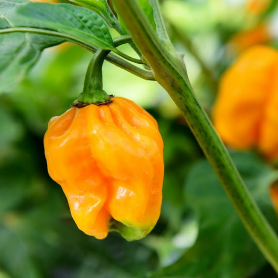 Pepper Seeds - Hot - Jamaican Yellow - 250 mg Packet ~50 Seeds - Capsicum chinense - Non-GMO, Open Pollinated - Farm & Vegetable Garden