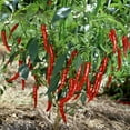 thumbnail image 1 of Pepper Seeds - Hot - Japanese - Sapporo - 1 Lb ~64000 Seeds - Non-GMO, Heirloom - Asian Garden Vegetable, 1 of 1