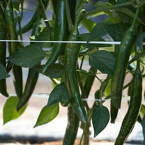 Pepper Seeds - Hot - Korean - Beauty Cucumber - Hybrid - 500 Mg Packet ~70 Seeds - Non-GMO, F1 Hybrid - Asian Garden Vegetable