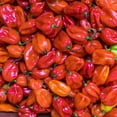 thumbnail image 1 of Pepper Seeds - Hot - Scotch Bonnet - Red - 1 Oz ~5,000 Seeds - Capsicum chinense - Farm & Garden Vegetable Seeds - Non-GMO, Heirloom, Open Pollinated, Annual, 1 of 2