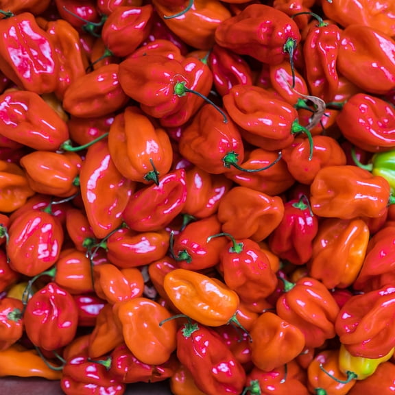 Pepper Seeds - Hot - Scotch Bonnet - Red - 4 Oz ~20,000 Seeds - Capsicum chinense - Farm & Garden Vegetable Seeds - Non-GMO, Heirloom, Open Pollinated, Annual