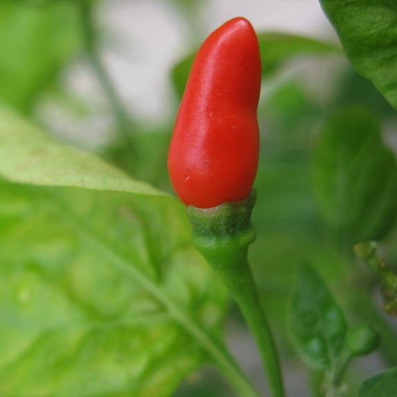 Pepper Seeds - Hot - Small Red Chili - 1 Lb ~80,000 Seeds - Capsicum annuum - Farm & Garden Vegetable Seeds - Non-GMO, Heirloom, Open Pollinated, Annual