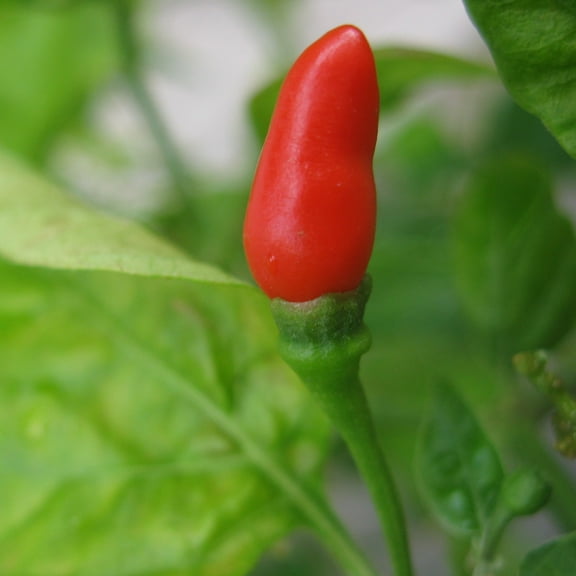 Pepper Seeds - Hot - Small Red Chili - 500 Mg Packet ~60 Seeds - Capsicum annuum - Farm & Garden Vegetable Seeds - Non-GMO, Heirloom, Open Pollinated, Annual