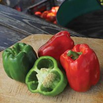 30+ ORANGE HABANERO PEPPER SEEDS NON-GMO FRESH FOR YOUR GARDEN