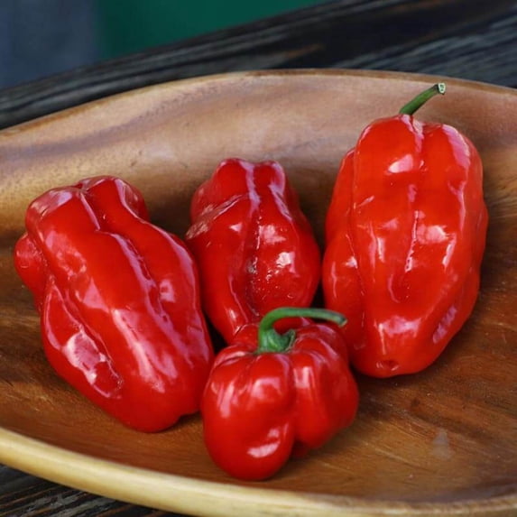 Pepper Seeds - Roulette Untreated Non-GMO Variety Pepper Seeds - Non-GMO - 50 Seeds