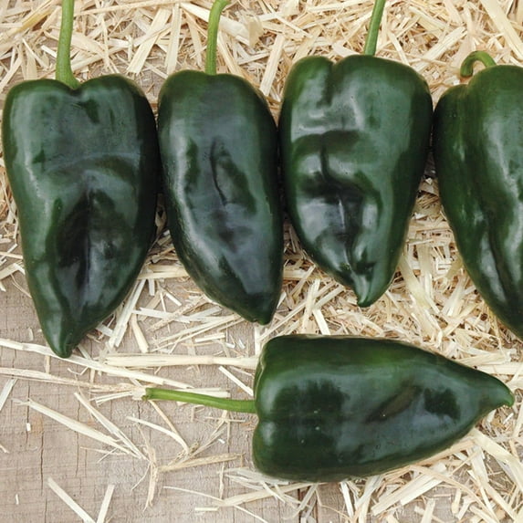 Pepper Seeds - Sequoia F1 Variety Pepper Seeds - Larger Ancho Poblano - Early Maturity - Non-GMO - Fruit Uniform and Large - Color - Green to Dark Red - Treated for Optimal Growth - 250 Seeds