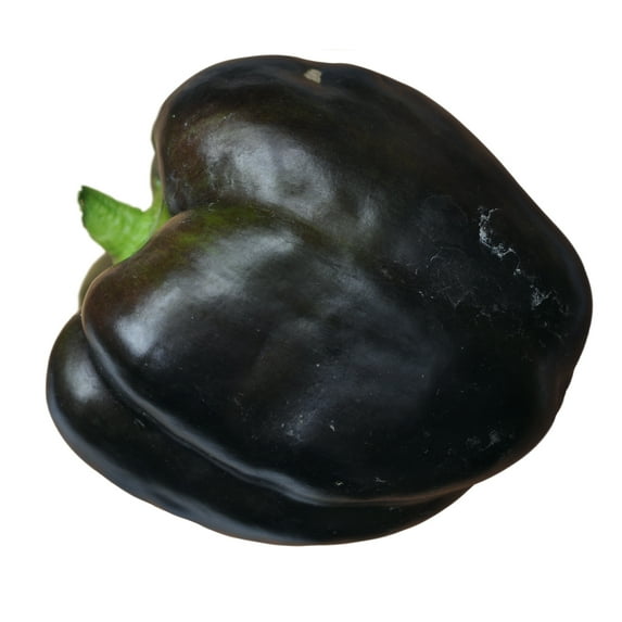 Pepper Seeds - Sweet - Midnight Dreams - 0.25 Oz ~1,250 Seeds - Capsicum annuum - Farm & Garden Vegetable Seeds - Non-GMO, Heirloom, Open Pollinated, Annual