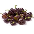 thumbnail image 1 of Pepper Seeds - Sweet - Minature Chocolate Bell - 500 Mg Packet ~90 Seeds - Capsicum annuum - Farm & Garden Vegetable Seeds - Non-GMO, Heirloom, Open Pollinated, Annual, 1 of 7