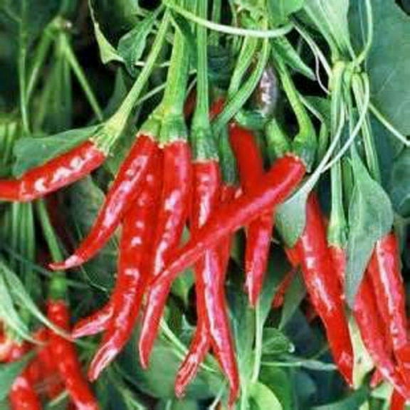 Pepper, Thai HOT Pepper Seeds, Heirloom, 500 Seeds, Very Spicy Great Fresh OR Dried