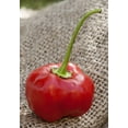 thumbnail image 1 of Sherwood's Seeds 10 Malawi Piquante Heirloom Peppers Plant Seeds, 1 of 1