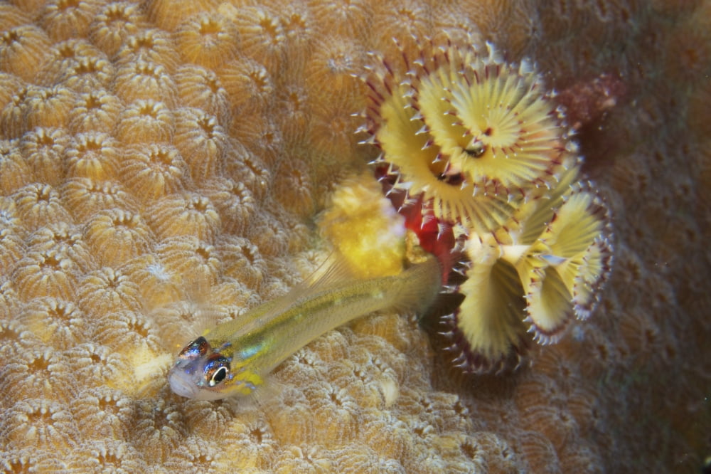Peppermint Goby and Christmas tree worm on hard coral Canvas Art - Terry MooreStocktrek Images (18 x 12)