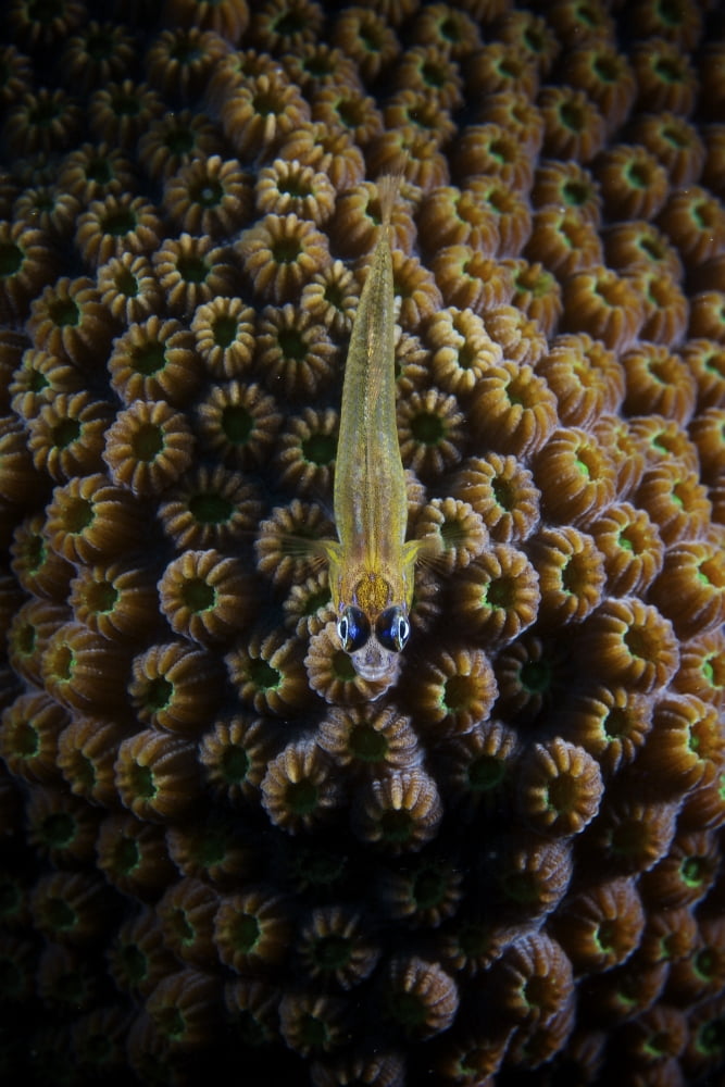 Peppermint Goby on coral Canvas Art - Terry MooreStocktrek Images (23 x 35)