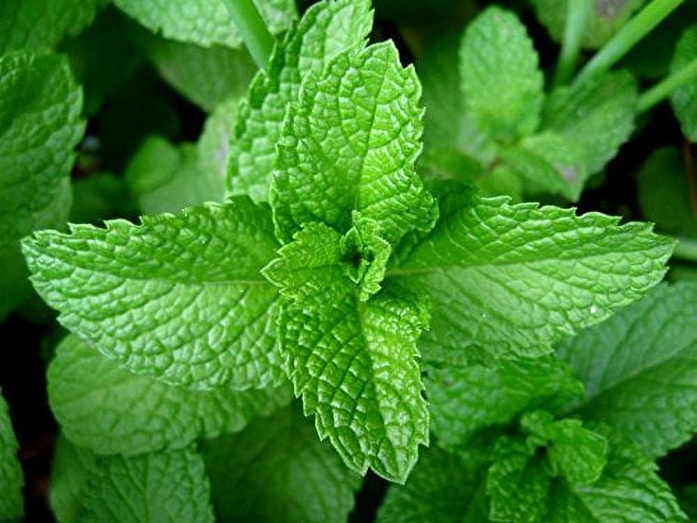 Peppermint Great Garden Herb by Seed Kingdom (1/4 LB Seeds)