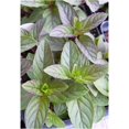 Peppermint Herb Plant Very Fragrant Mentha 3.5" Pot