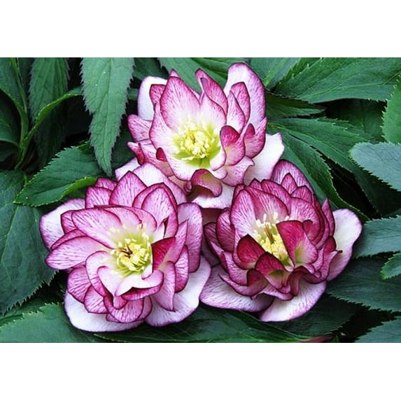 Peppermint Ruffles Lenten/Christmas Rose - Helleborus - Shade Lover - 2.5" Pot