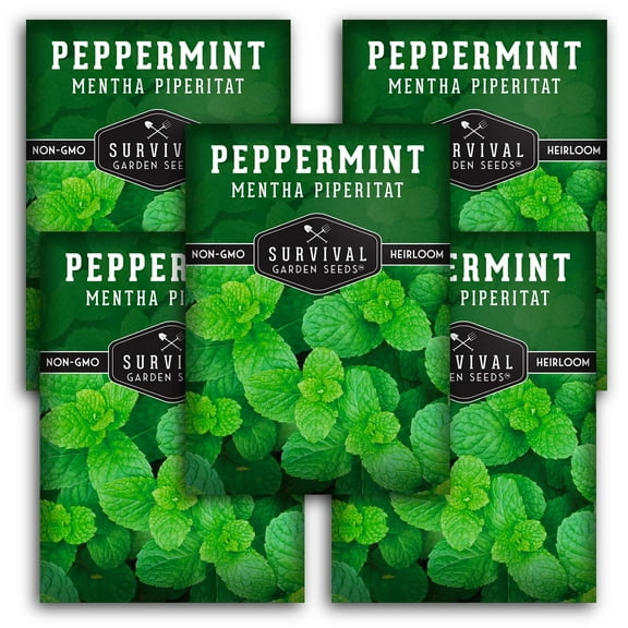 Peppermint Seeds - 5 Pack - Non-GMO Heirloom Full Sun Perennial Herb