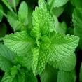 thumbnail image 1 of Peppermint Seeds, HERB Seeds Heirloom, Non GMO 100 Peppermint Seeds, Delicious, 1 of 1
